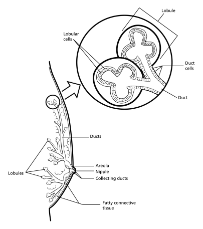 Breast Structure.gif