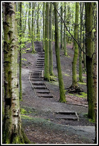 File:Forest steps.jpg