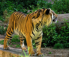 File:Tiger.jpg