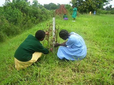 Group work in the field