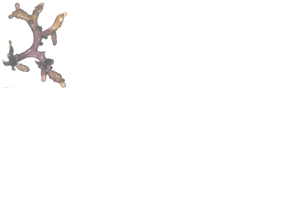 420 X 420px