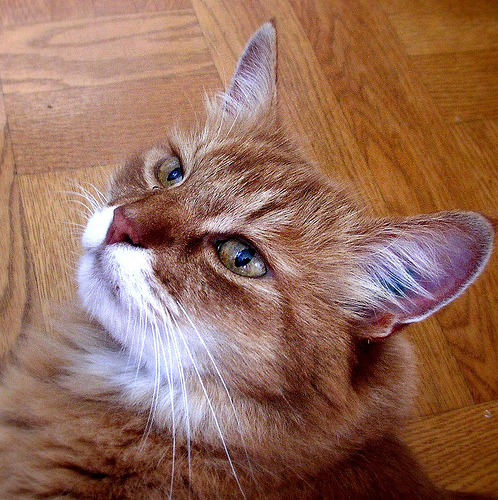 Picture of cat.jpg