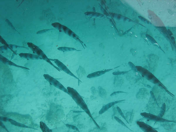 File:Reen.fish.jpg