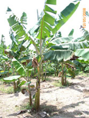 File:0008a.jpg