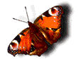 Cardinal.gif