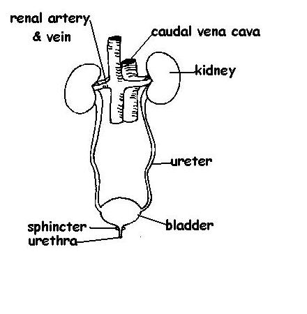 Excretory system labelled.JPG