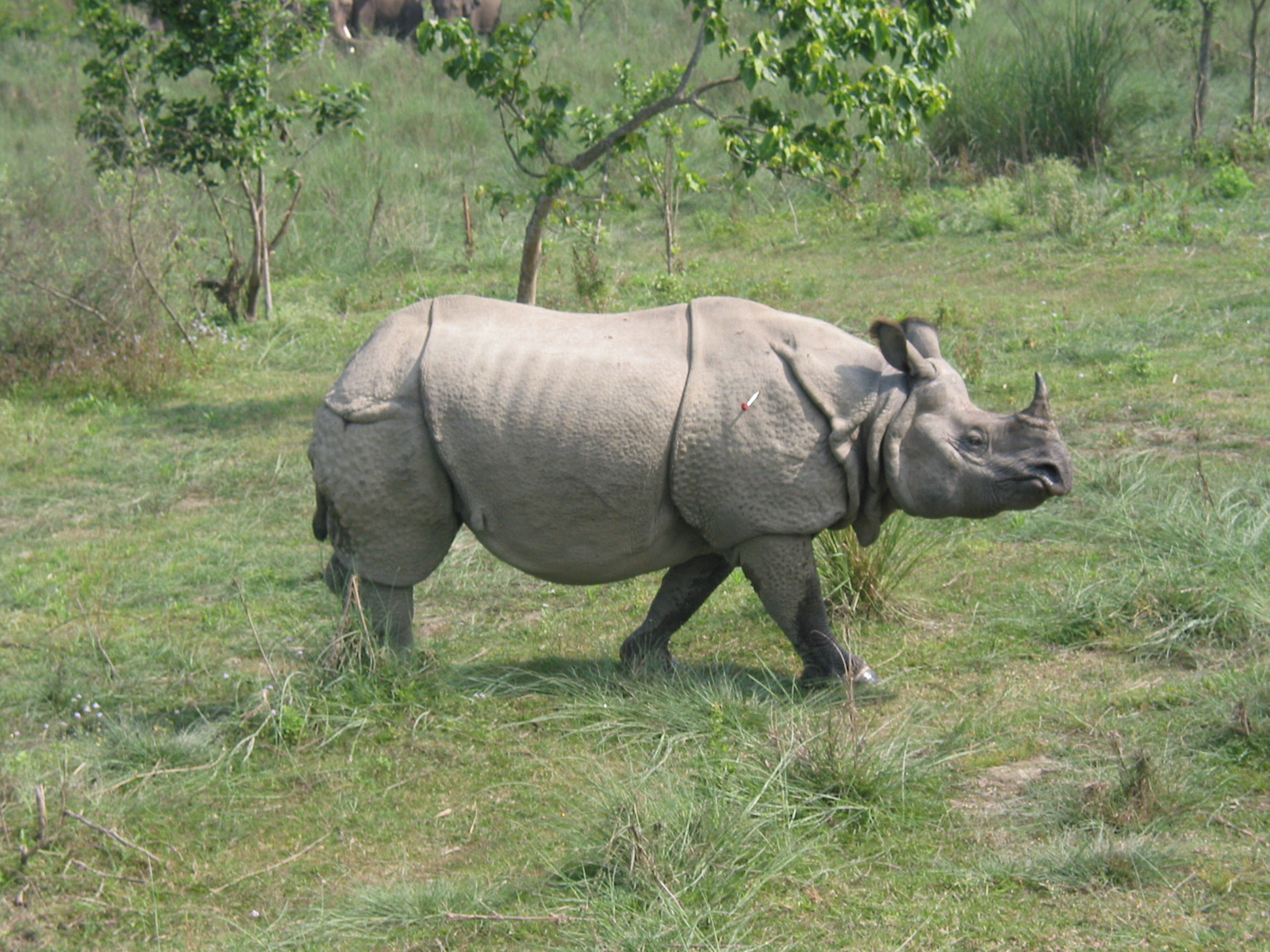Jayan.jpg