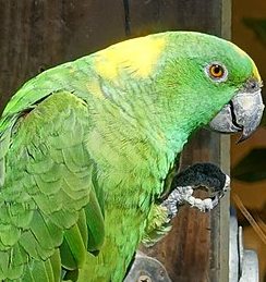 Parrot closeup.png