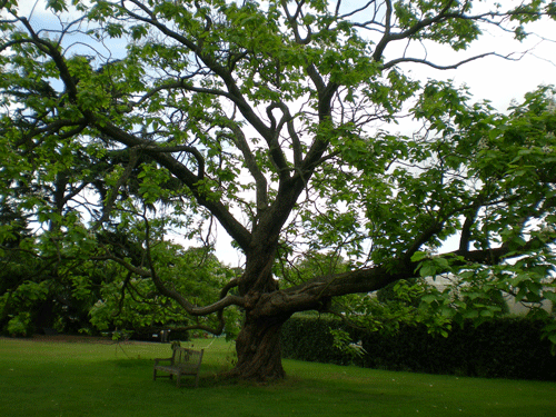 File:Kewgarden.gif