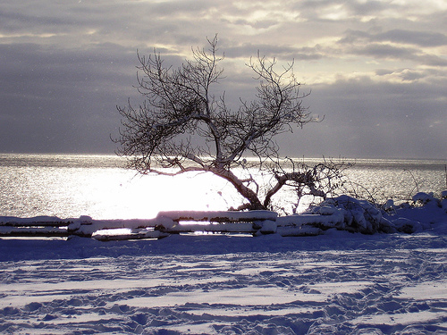 File:Snowtreee.jpg