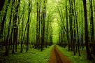 Trees.jpeg