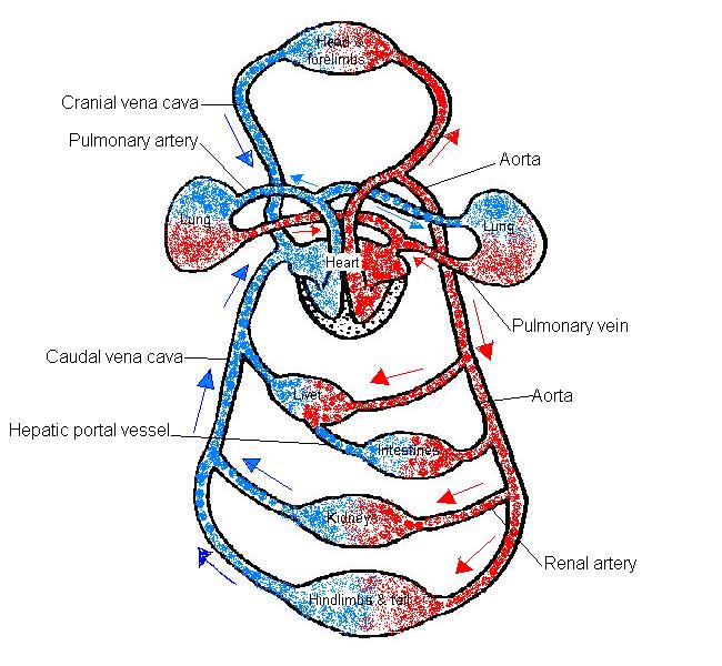 Blood circulation labeled.JPG
