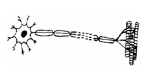 Neuron.JPG