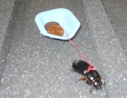 File:Beetlepic3.png