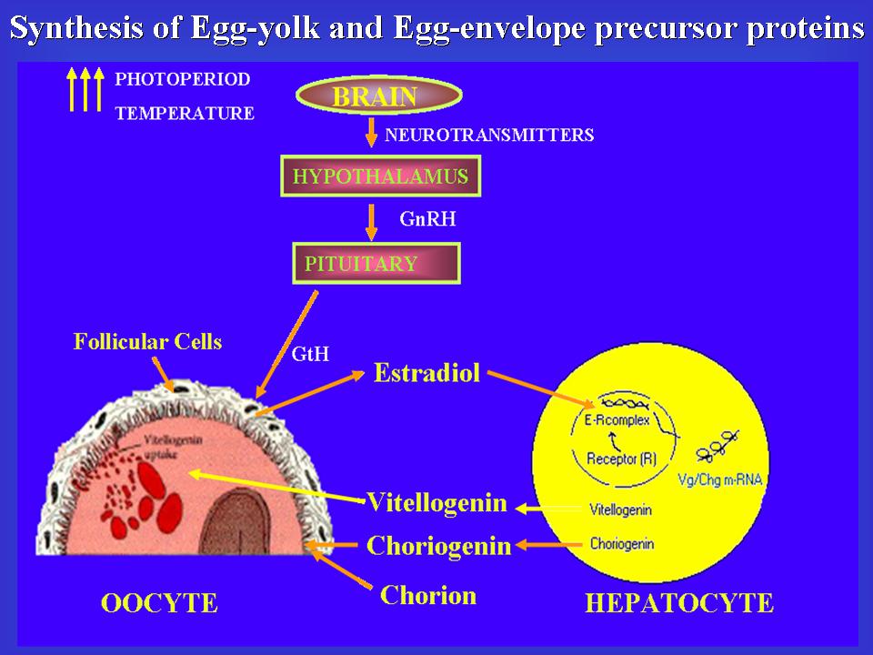 Fig. 2 Hypothallmo-pituitary-gonadal-liver control of Vitellogenin and Choriogenin synthesis