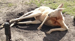 Kangaroo .jpg