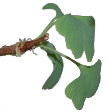 File:Chela brote.png
