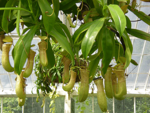 File:Kew pp.gif