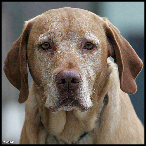 Dog.jpg