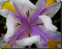 Open Source flower