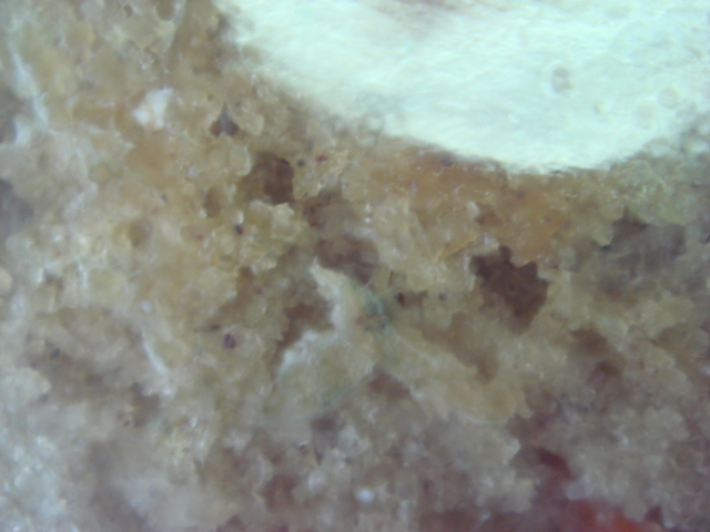 File:Mold3.jpg