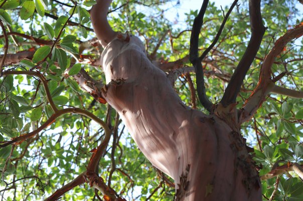 File:Tree1234.jpg