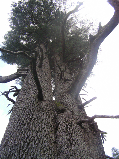 File:Together.gif