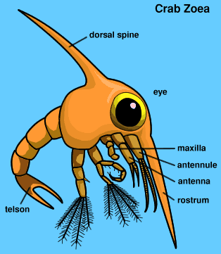 Zoea.gif