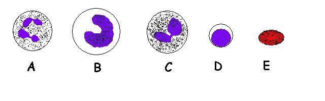 Blood cells unlabelled.JPG