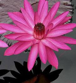 File:Flower small.jpg