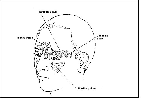 Sinuses.jpg