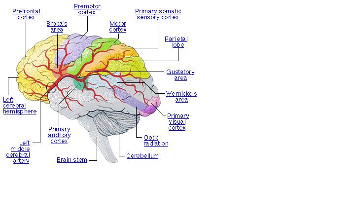 File:Brainalyson.jpg