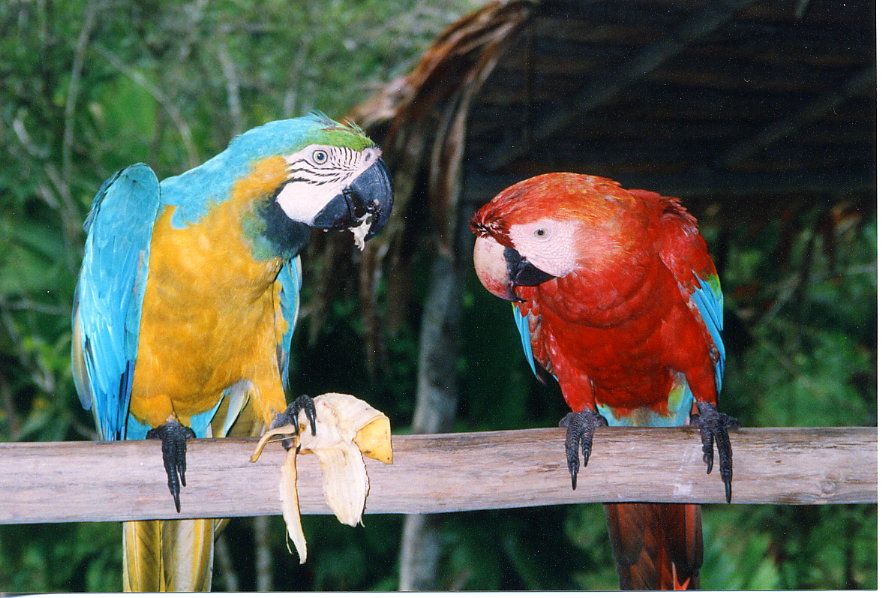 Parrots3.jpg