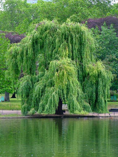 File:Tree.jpg