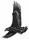 Eagle.JPEG