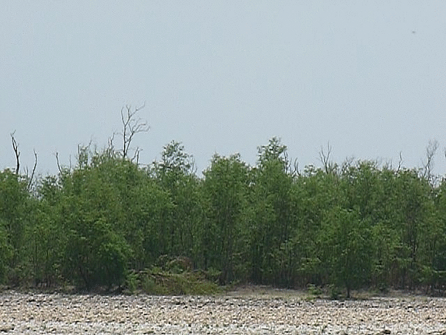 File:P1000367 phixr.gif