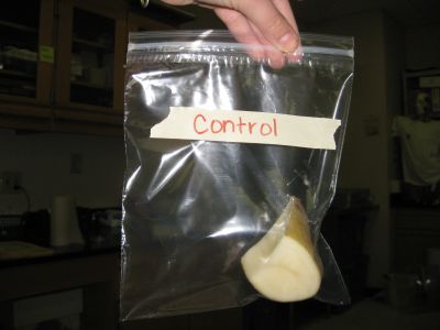 File:Control potato.jpg