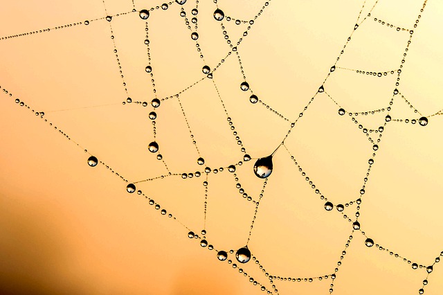 File:Beaded cobweb.jpg