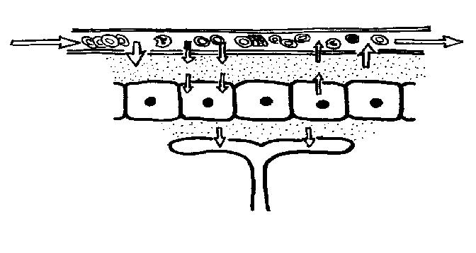 Formation of lymph unlabelled.JPG