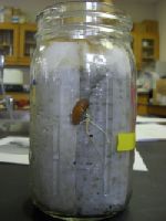 File:Beangrowth.jpg