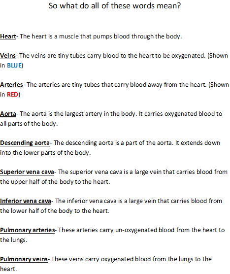 File:Teaching bio- the circulatory system2.png