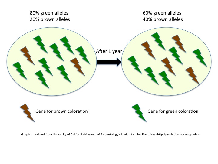 File:Microevolution.jpg