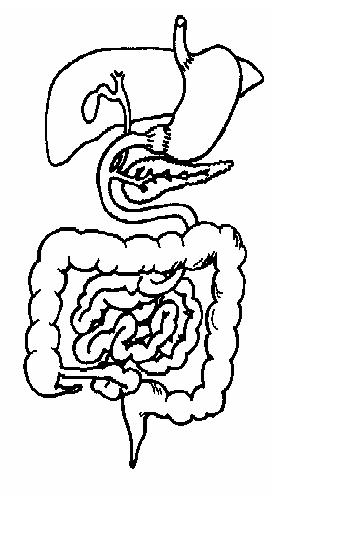 Digestive system unlabelled.JPG