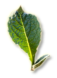 File:Sapling1.png