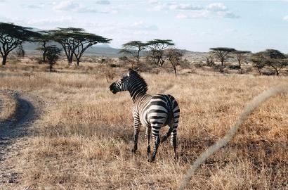 File:Deforestationzebra.jpg