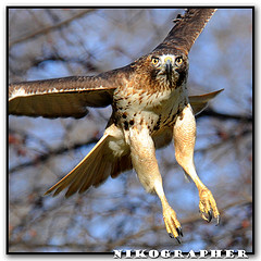 File:Hawk eye.jpg