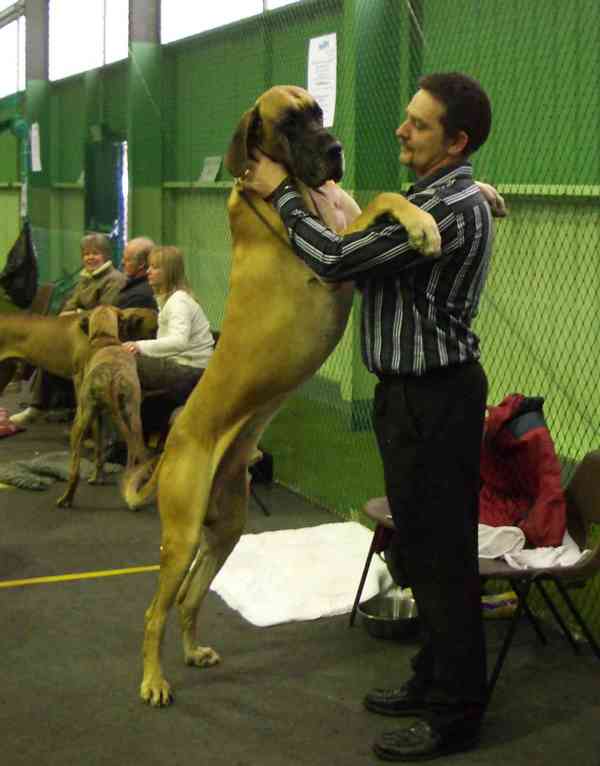 Calomar Total Stardom.jpg