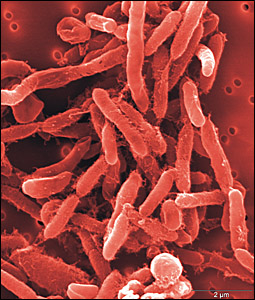 File:Extremophiles.jpg