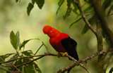 File:Parot.jpg