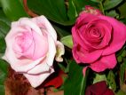Roses.jpg